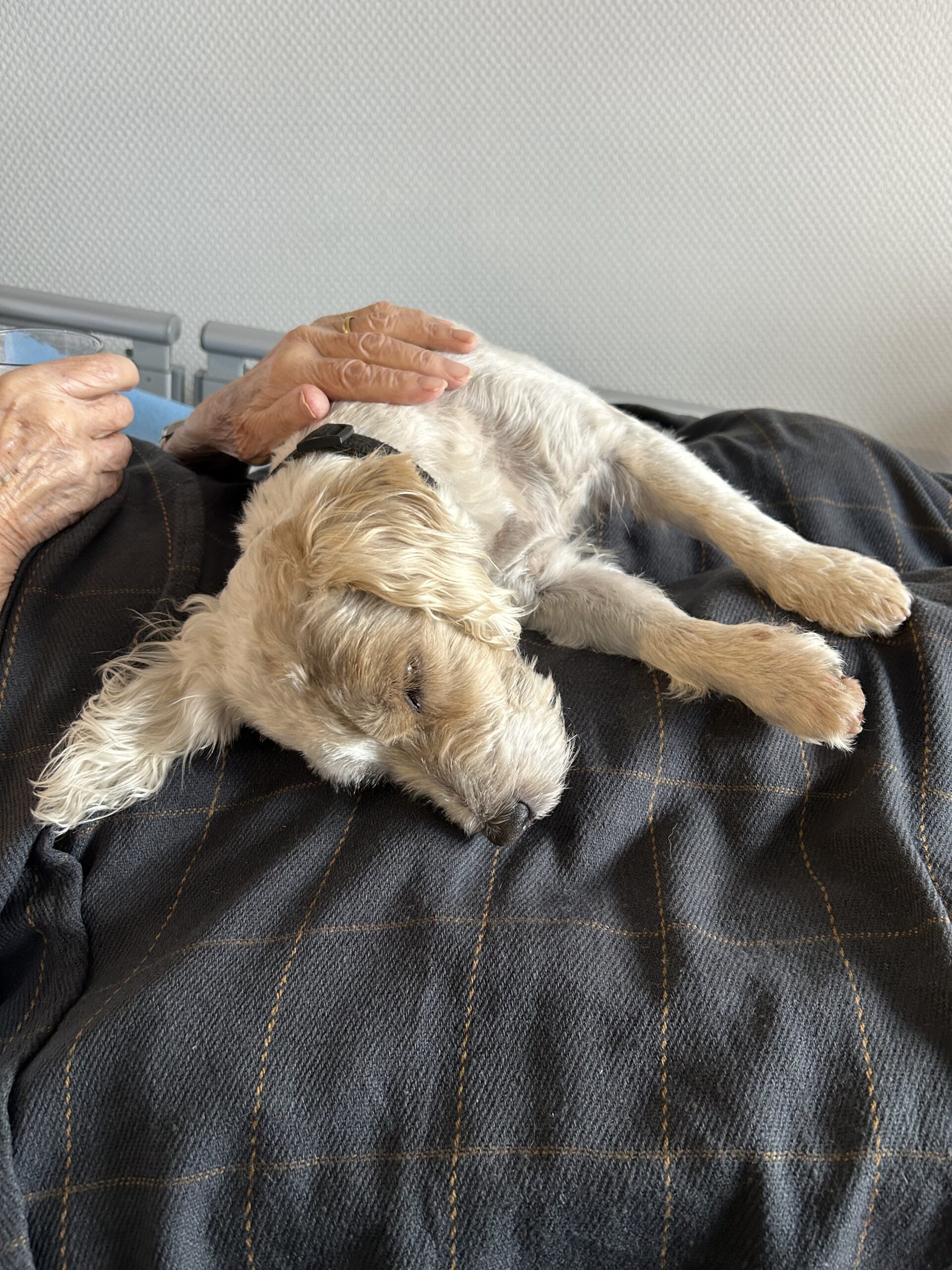 Therapiehund im Einsatz