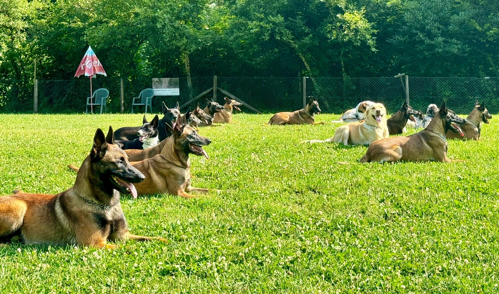Training mit Malinois