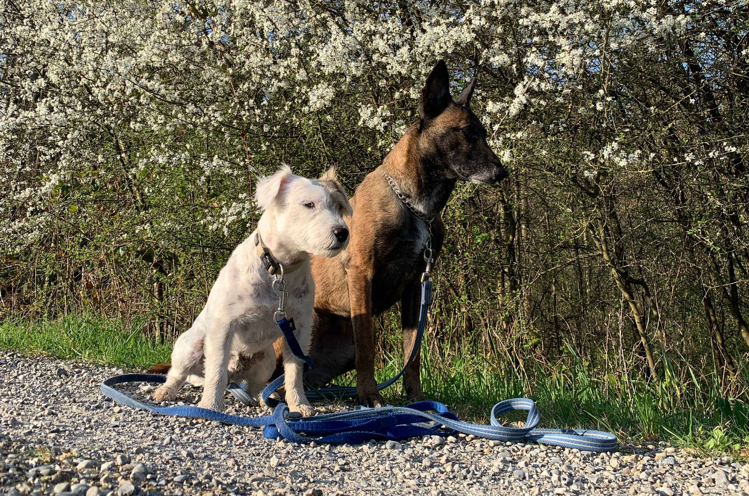 Familienhund2
